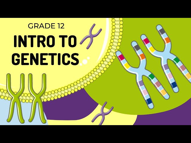 EASY TO UNDERSTAND | INTRO TO GENETICS