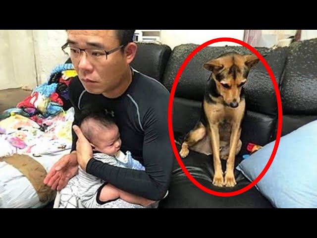 Jealous Dog Doesn't Want To Share His Dad With His New Human Brother