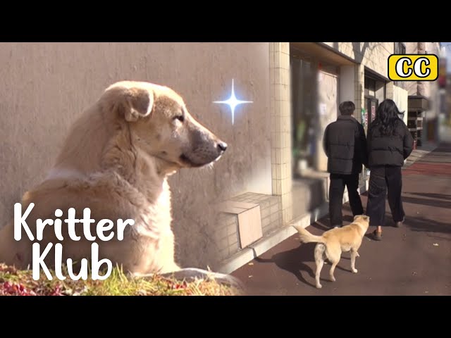 How A Couple Won This Dog's Heart Without A Snack l Kritter Klub