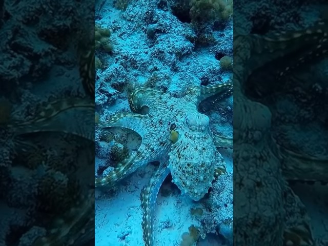 Cephalopods Are Broken OP