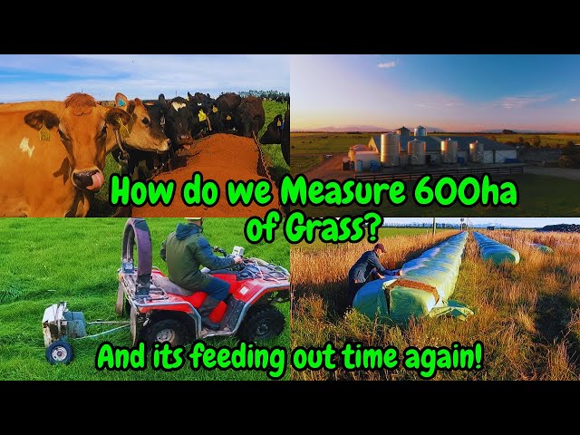 How do we measure the grass on our 600ha dairy farm? And its time to feed out silage again!