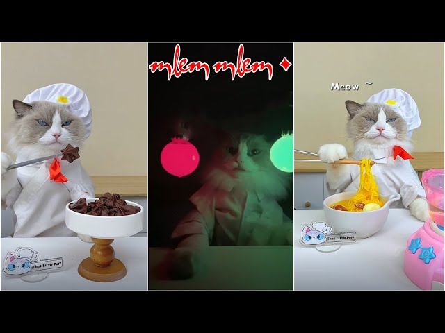 Cat Make Food That Little Puff Tiktok Compilation 2024 #8