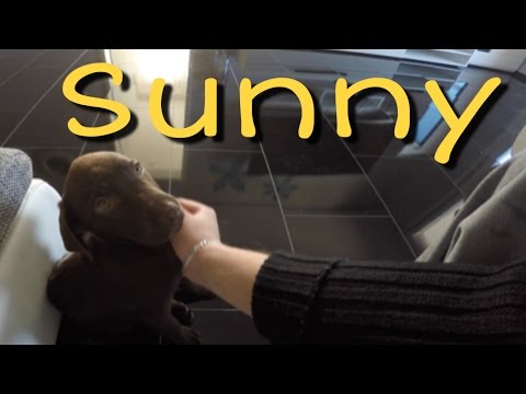 Labrador Sunny
