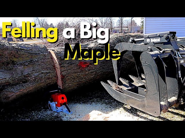 Felling a Huge Maple Tree During My Lunch Break - Stihl MS661C & Bobcat T770 Cut Down Big Tree