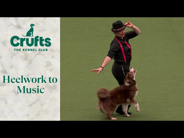 Heelwork To Music Part 2 | Crufts 2024