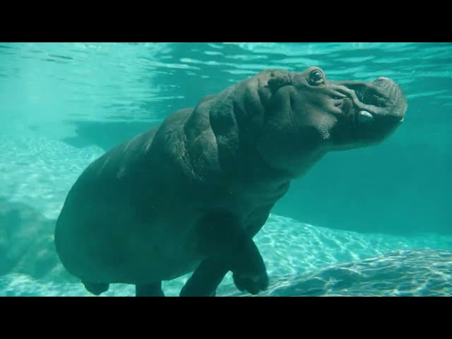 Hippos Amahle and Funani Return to Ituri Forest! | San Diego Zoo
