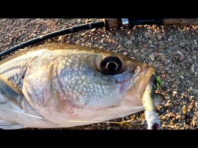 Putting my brother in law on his first Striped bass | California Aqueduct Fishing