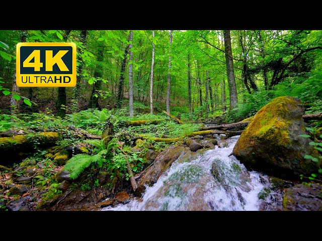Calm Water in the TROPICAL FOREST, Singing Birds, Forest Sounds. Forest Ambience 4K (10 HOURS)
