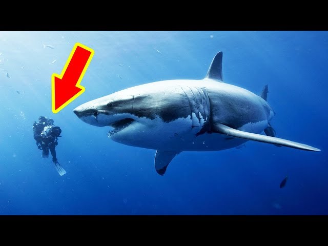 THE BIGGEST SHARKS Ever Caught (TOP 10)