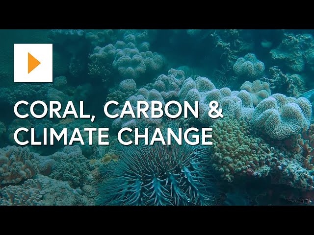 The Great Barrier Reef: Coral, Carbon & Climate Change