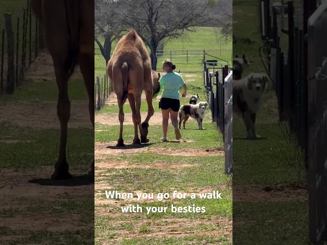 Walking on the dirt road with your camel, mini horse and your pups.