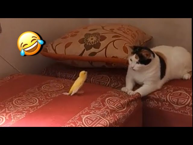 Funny Cats Dogs and other cute Animals🐱🐶 Funniest Animal Videos 2024💥