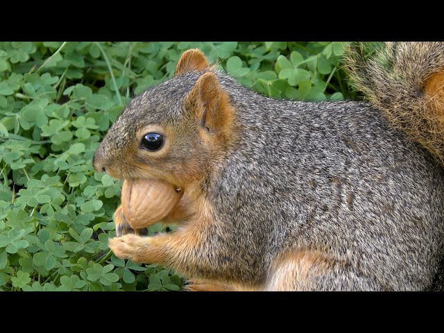 Squirrel Loves Walnuts - Spencer