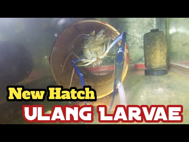 Ulang Larvae New Hatch