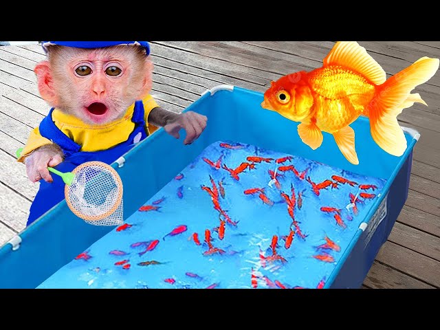 Baby Monkey KiKi play marbles and fish in the bathtub |Coco Monkey