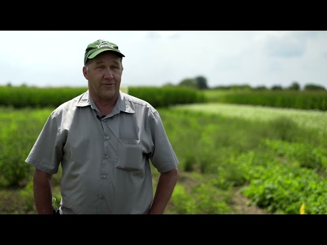 What are the cover crop options for Michigan farmers?