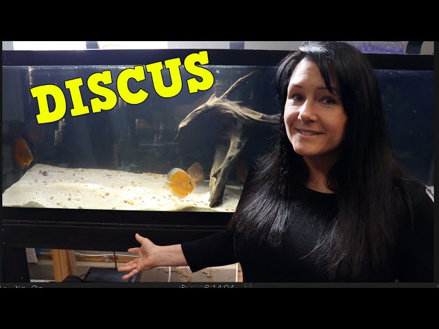 MEMBERS ONLY DISCUS TANK UPDATE