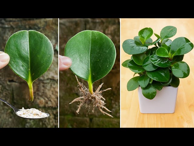 Roots and shoots grow too fast from this leaf | Breeding Baby Rubber Plant | Indoor Plants