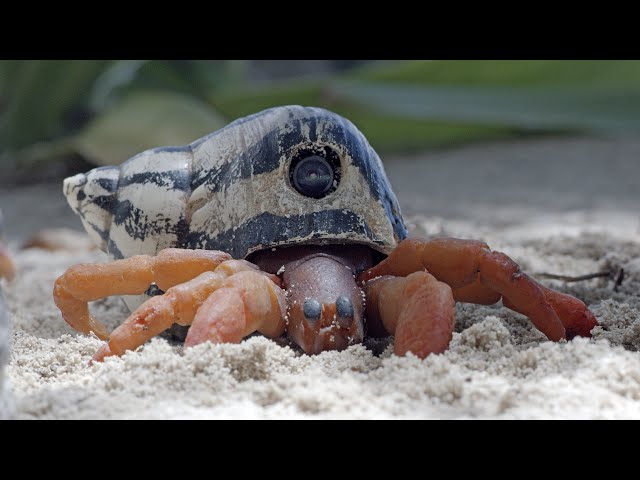 Hermit Crab Steals Robotic Spy Crab's Shell