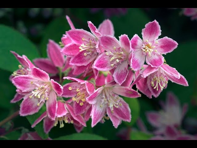Small must have Spring blooming shrubs/Garden Style nw