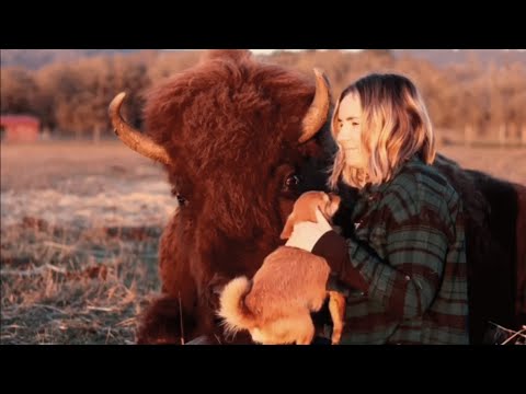 Videos From Animal Sanctuary