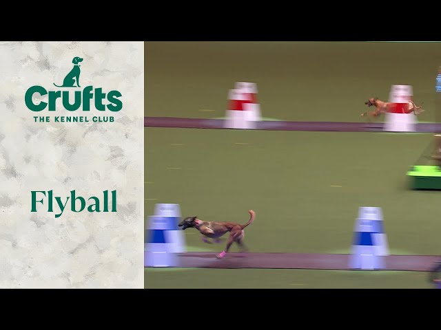 Flyball Last 16 | Crufts 2024