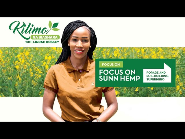 Focus On Sunn Hemp Farming | Kilimo Na Biashara