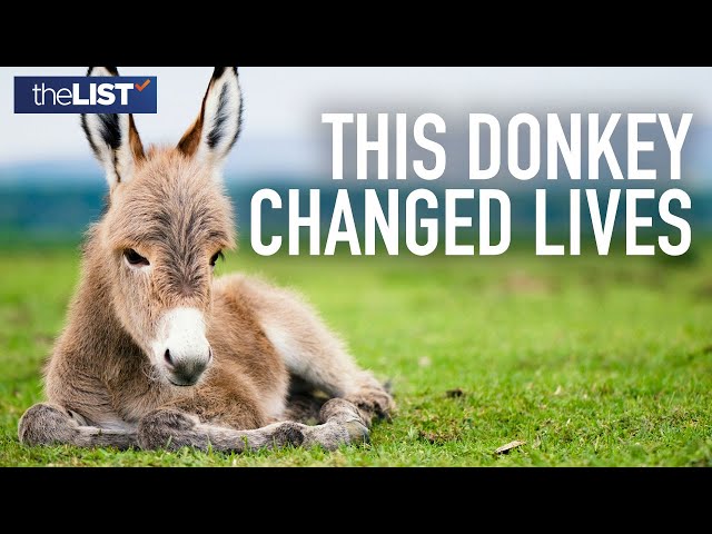 How This Donkey Changed Countless Lives | Plus! The Best Vegan Treat We've Ever Tried & More