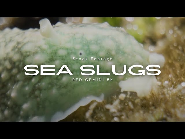 Crazy Sea Slugs - Costa Rica Tide Pools