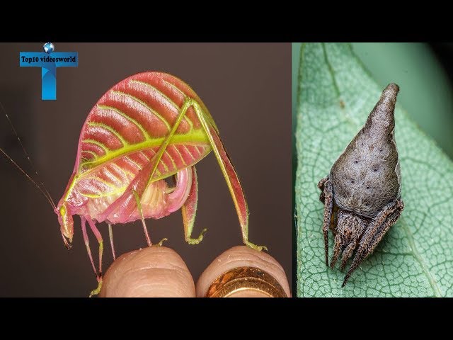 10 Of The Most New Species Found That Will Amaze You