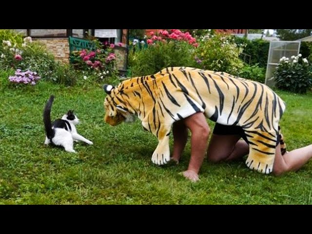Pets Getting Scared Over Nothing - Funny Cat And Dog Videos | Pets Island