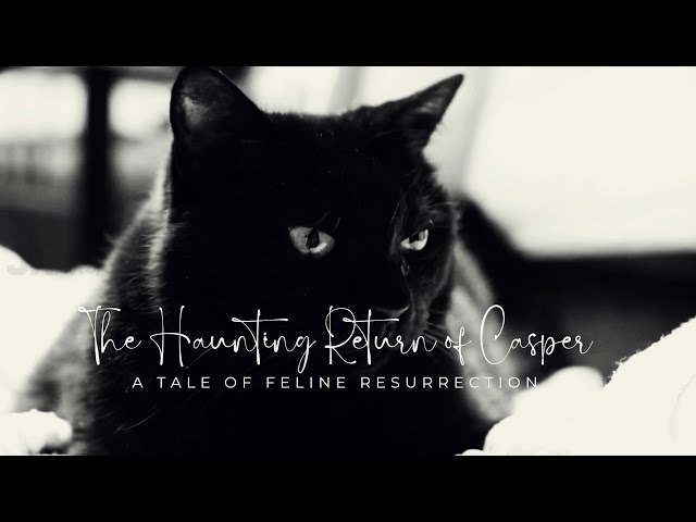 The Haunting Return of Casper | Bone-Chilling Story! #creepy #mystery #horrorstory #scary #cat #true