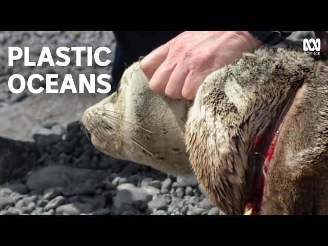 Plastic Oceans | What is the impact of pollution in the sea?
