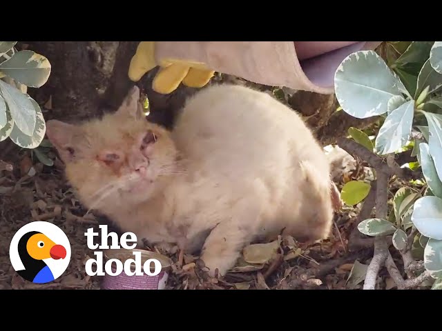 Watch This Scruffy Feral Cat Turn Into A Blue-Eyed Beauty | The Dodo Cat Crazy