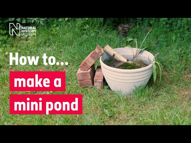 How to make a mini pond in a pot | Natural History Museum