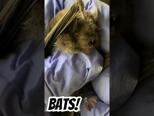 Rare bat found in South Carolina