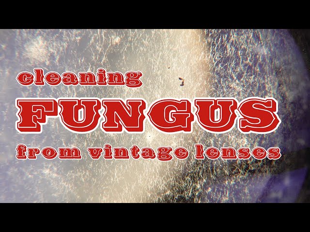 Cleaning FUNGUS from vintage lenses!! Tools and method.
