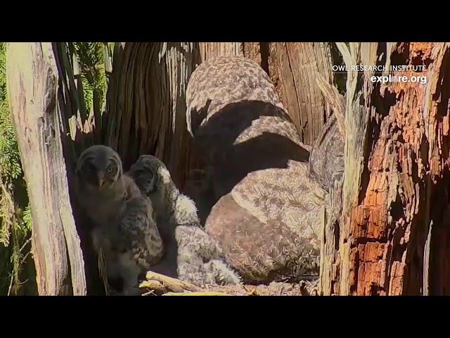 Superb-Owl Nest Cam!