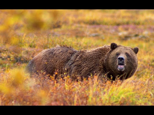 Someone May Die Today.........Insane Grizzly Bear Nightmare