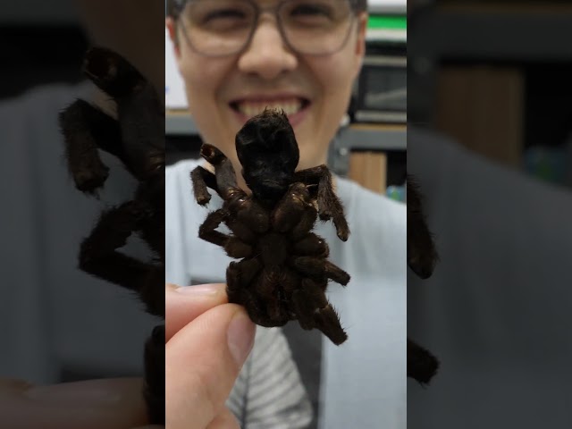 dried tarantula tastes weird