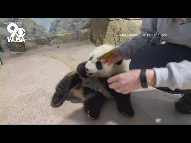National Zoo's giant panda cub meets his fans virtually | It's A DC Thing