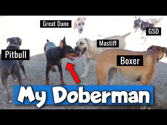Doberman Pinscher at the Dog Park - AWESOME!