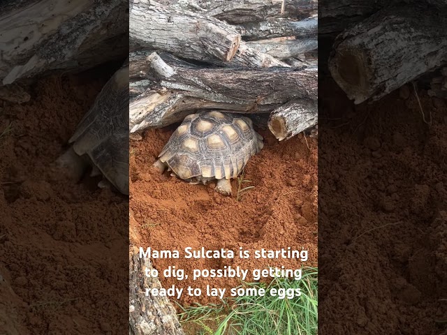 Is Mama digging to lay eggs ?? We keep watching and will keep you posted !! #leslielanellamas