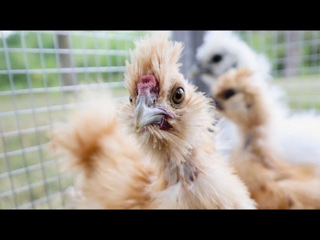 SILKIE CHICKENS 101 | What I Wish I'd Known About Silkies | Backyard Poultry Breeds For Beginners