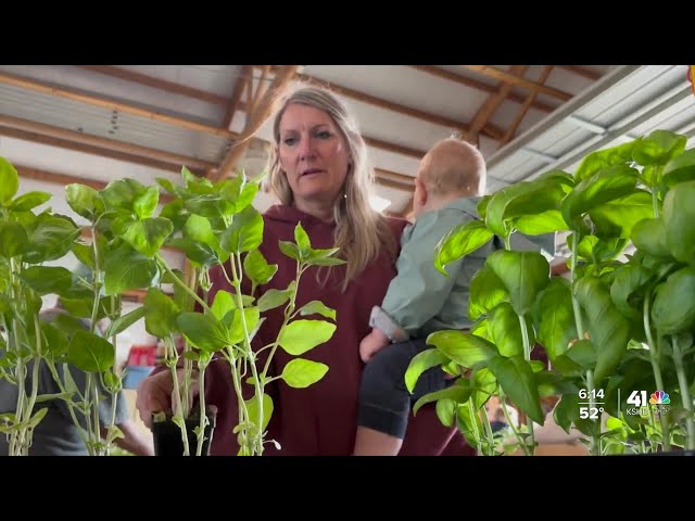 Kansas City Community Gardens kicks off 'Tomato Day' to reduce food insecurity