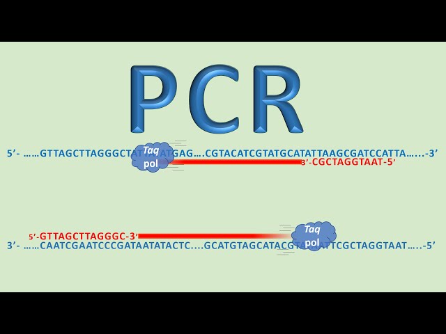 H μέθοδος PCR (αλυσιδωτή αντίδραση πολυμεράσης): για αρχάριους και όχι μόνο