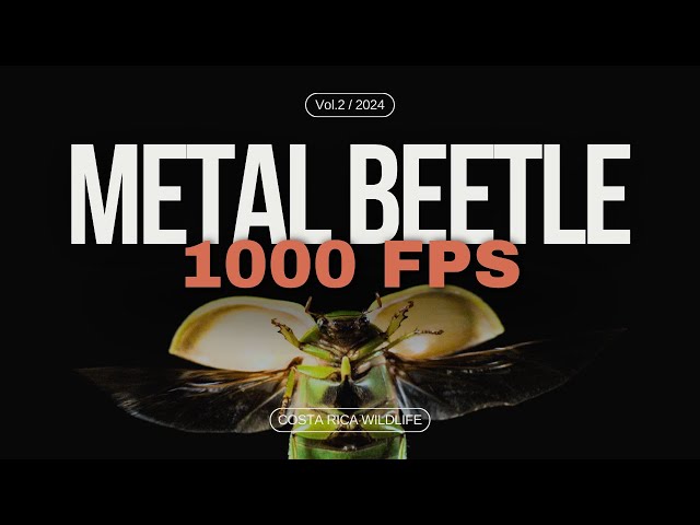Mesmerizing Slow-Motion Flight: Costa Rican Green Metal Beetle in Action!