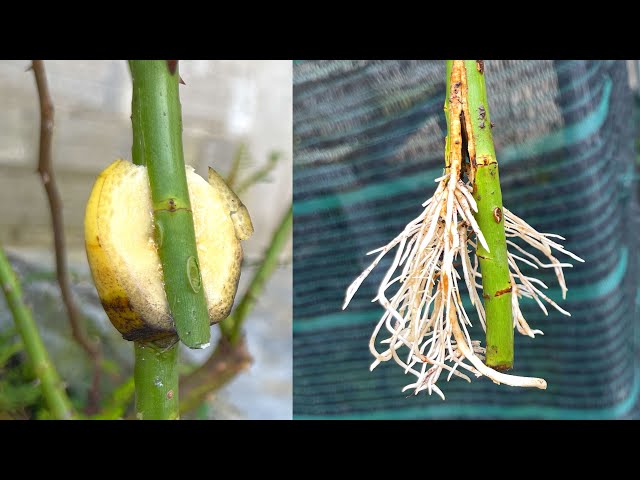 Extract rose branches with bananas | How to cut new branches