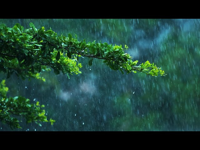 Jungle Rain Sounds for Sleep 🌧️ White Noise Raining 10 Hours