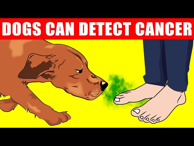 Scientists Confirm Dogs Can Detect 8 Diseases